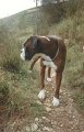 1998-01 - nel bosco - 3